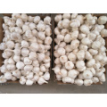 Holland Fresh home Fresh Normal Bio Pure White Knoblauch